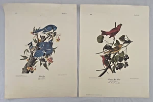 2 Impresiones Artísticas AUDUBON BLUE JAY Nº21 Placa CII y Summer Red Bird Nº9 Placa XLIV - Imagen 1 de 7