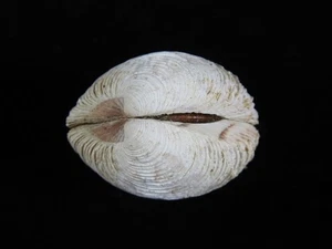 Sea shell Venus verrucosa 45.2mm ID#9098 - Picture 1 of 4