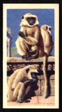 Brooke Bond Asian Wild Life (1962) Hanuman Monkey No. 5