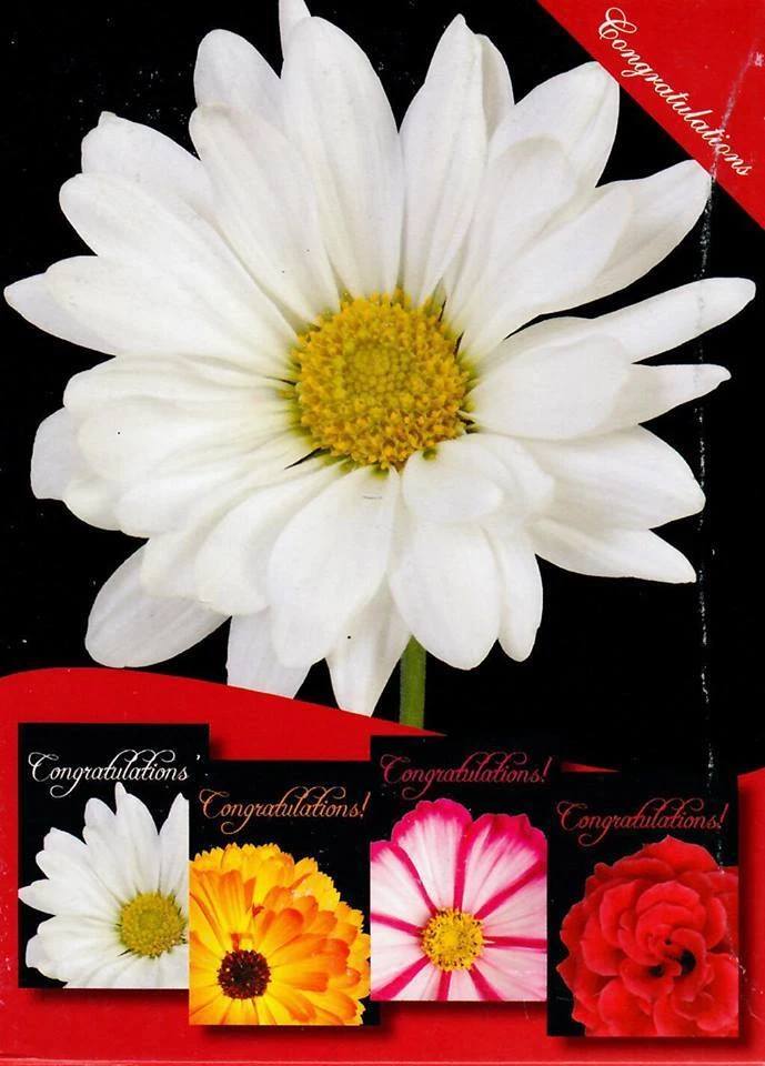 H14914 CONGRATULATIONS BOLD & BEAUTIFUL - KJV - Image 1 of 1