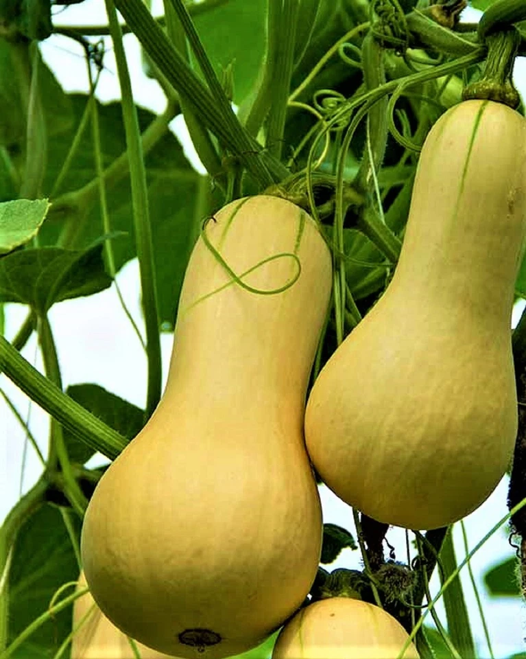 Calabaza Waltham Butternut 25 SEMILLAS NO TRANSGÉNICAS --COMPRA 4 ARTÍCULOS ENVÍO GRATUITO Foto 1 de 1