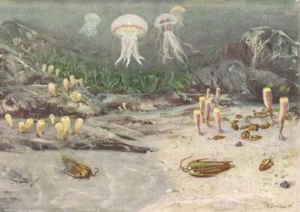 CAMBRIAN SEA 500,000,000 years ago Color Print By Z Burian 1963 VF Clean 9x13" - Picture 1 of 5
