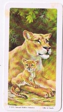 Brooke Bond Red Rose Tea Card #28 Lion Animals & Their Young