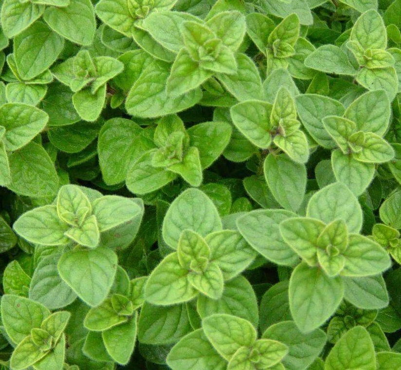 ITALIAN OREGANO SEEDS 2000+ culinary HERBS spice GARDEN non-gmo FREE SHIPPING - Image 1 of 1