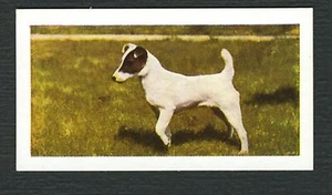 SMOOTH FOX TERRIER 1961 HORNIMANS TEA COLLECTABLE DOG TRADE CARD #21 - Picture 1 of 2