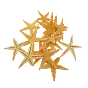 20 piezas Decoración de artesanías naturales de estrellas de mar mini 2 cm-4 cm adornos para micropaisaje - Imagen 1 de 4