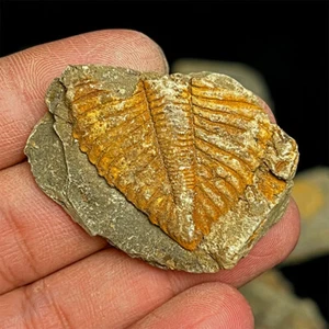 1x natürlicher echter Trilobit fossiler Schweif China vor Millionen Jahren wirbellose Chic - Bild 1 von 7