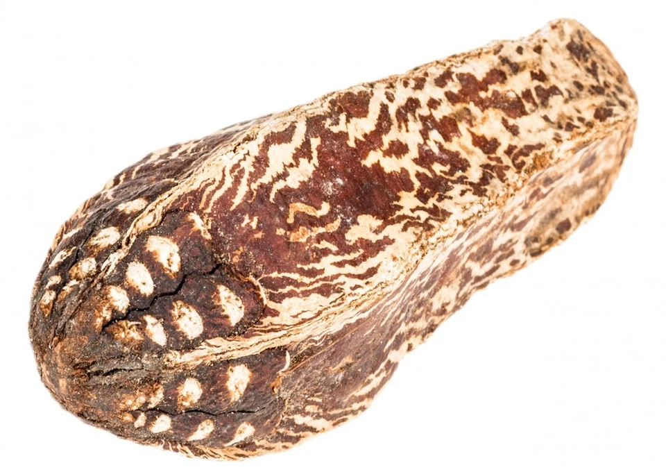 NaDeco Mahagoni Kern ca. 9-13 cm | Meliaceae Swietenia | Mahagoni Blüte | Mahog