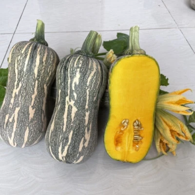Striped Butternut Squash Seeds,Hạt Giống Bí Hạt Đậu F1 - NON-GMO - Image 1 of 4
