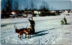 EQUIPO DE RENOS y Trineo en CHENA Fairbanks, Alaksa AK escena de invierno - Postal - Imagen 1 de 2