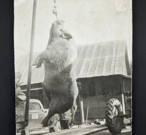 Photo Hog Hanging For Slaughter Butcher Agriculture Farming Vintage Snapshot - Picture 1 of 5