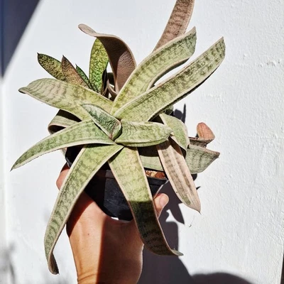 Gasteria batesiana White Variegated.  Succulent Plant. Variegata gasteria - Immagine 1 di 4