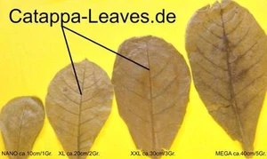 Hojas del almendro MALABAR 20-30cm 25/50 / 100stück - CATAPPA leaves - Bild 1 von 4