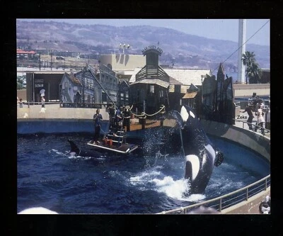 Parque de atracciones foto real postal RPPC Marineland Whale Show Palos Verdes, CA Foto 1 de 2