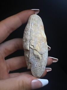 Large Fossil Cave Bear Canine Tooth From Romania- Ice Age- Collectors Piece