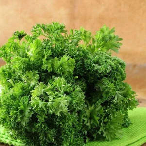 Parsley (Italian - Flat Leaf) 1120+ Seeds (Petroselinum) Instructions Included x - Picture 1 of 6