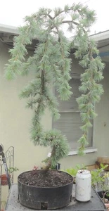 Weeping Blue Atlas Cedar Pre Bonsai Kifu Big Fat Trunk Cedrus atlantica 'Glauca' - Picture 1 of 5