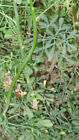 min 60 nasion rombu winnego, rombu ogrodowego (Ruta graveolens) seed