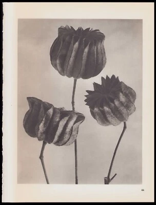 1942 Karl Blossfeldt Wunder in der Nature Fotograbado Abutilon Linden-Malve #64 Foto 1 de 3