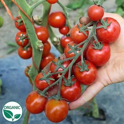 Tomato Sakura ORGANIC SEEDS Early Prolific Delicious COMBINED SHIPPING - Image 1 of 2