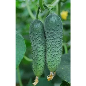 Cucumber seeds, 40 cucumber AMUR F1 parthenocarpic SW1089+TRACK № - Picture 1 of 2