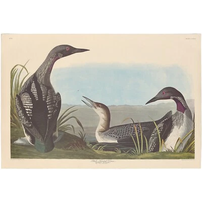 Audubon Amsterdam Ed Dbl Elephant Folio lithograph Pl  346 Black-throated Diver - Image 1 of 2