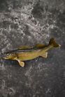 28" Walleye taxidermy fish mount for sale SKU 2098