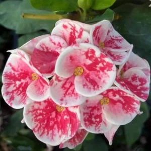 Corona di Spine Angelo Desiderio Thai Ibrido Pianta di Cristo Euphorbia Milii - Foto 1 di 5