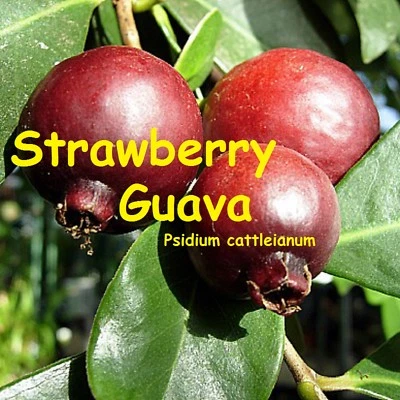 ~RED STRAWBERRY GUAVA~ Psidium cattleianum YUMMY FRUIT NICE 36+" Potted Plant - Image 1 of 4
