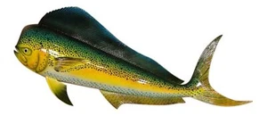 Replica Mahi 28" Salt Water Fishing Wall Decor - Picture 1 of 1