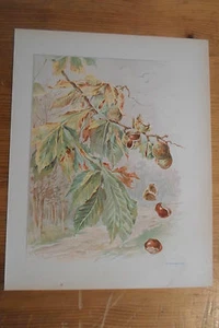 litho 1900 - G.FRAIPONT - MARONNIER - MARRONS - Picture 1 of 1