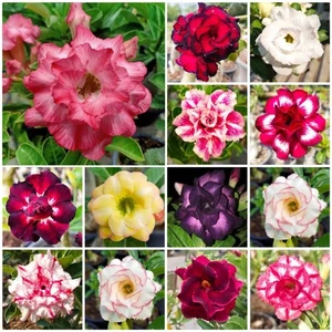 Adenium Desert Rose Bonsai, Rare Color Double Triple Flowers Mix, from Thailand. - Picture 1 of 42