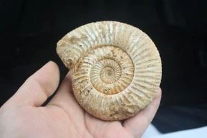 Fósil de concha marina para colección de muestra mineral de Madagasca - Imagen 1 de 13