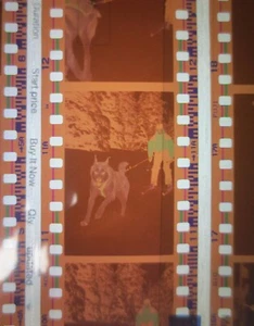 Hood River News - Campeón de esquí de Kim Tinker - archivos negativos de películas de Oregon - Imagen 1 de 4