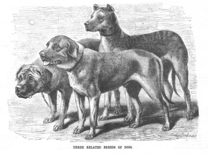 Three Related Breeds of Dogs - Masrtiffs - Plague of Locusts in Australia -1887 - Picture 1 of 3