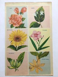 Indien Vintage 50er Jahre Karte Blumen Karte 10 Zoll x 14 Zoll (11699) - Bild 1 von 5
