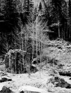 Budding Aspen; Wolf Creek Pass area, CO. Large Format 4x5 B&W Photo, 19"x24½". - Picture 1 of 3