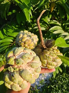 ORGANIC SUGAR APPLE SEEDS 100 PIECES Annona squamosa FRESH HARVEST 8/2024 - Picture 1 of 8