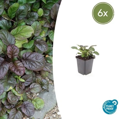 Ajuga reptans 'catlin's gigante' - 6, 12 o 20 - Copertura del terreno... - Immagine 1 di 4