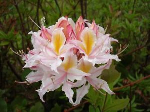 20 WESTERN AZALEEN rosa weiß gelb Strauch Blume Rhododendron Occidentale Samen