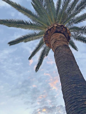 Phoenix Canariensis Palm Semillas Pack de 18 Foto 1 de 4