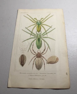 1837 CUVIER Stampe a colori animalier ~ RAGNO CACCIATORE, più altri due tipi - Foto 1 di 1