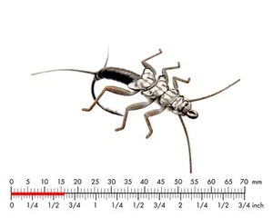 J:SON REALISTIC STONEFLY NYMPH 4 #12 BLACK - Picture 1 of 1