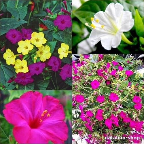 Wunderblume Mix 20 Samen Mirabilis jalapa *Ночная красавица *Four o'clock flower - Bild 1 von 1