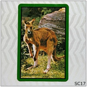 Kangaroo Playing Swap Card (SC17) - Picture 1 of 2