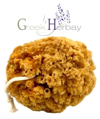 Натуральная высушенная греческая неотбеленная морская губка в виде сот 5,0–5,50 дюйма (12–14 см) - Изображение 1 из 2