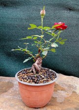Prebonsai di Rosa H. 20