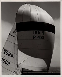 Original Vintage Diane Beeston Sailing Photo San Francisco Large Sail - Picture 1 of 2
