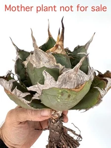 Agave titanota OAXACA selected - no white variegated - Bild 1 von 4