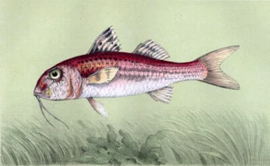 Estampe gravure lithographie de poisson LE ROUGET BARBET ou BARBEAU DE MER 1868 - Imagen 1 de 2
